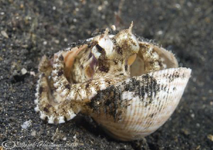 Octopus in shell. Lembeh straits. D200, 60mm. by Derek Haslam 